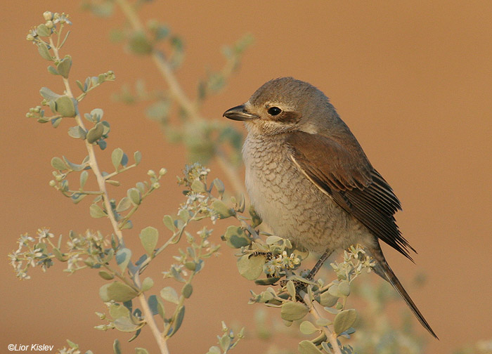      Red-backed Shrike Lanius collurio                    ,2009  .:  